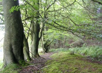 Beech Trees In Barhill Wood   Geograph.Org .Uk   2 at Laggan Life